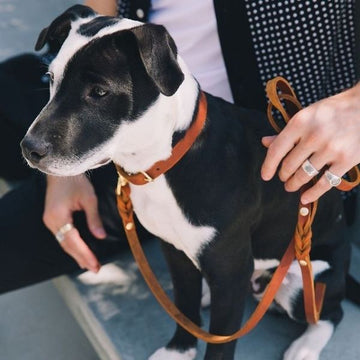 Hundetilbehør særligt velegnet til staffordshire bull terrier