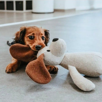 Hundelegetøj - hvad skal du vælge til din hund