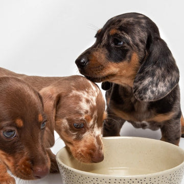 Produkter til hvalpe af små racer