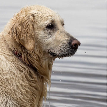 Hundebadning om sommeren