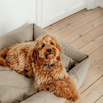 Hundetilbehør særligt velegnet cockapoo / cockerpoo