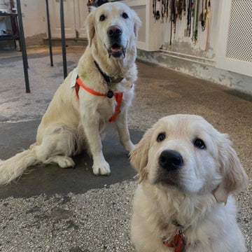 Produkter til hvalpe af store racer