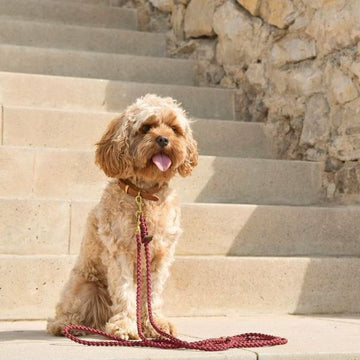 Hundetilbehør særligt velegnet cavapoo