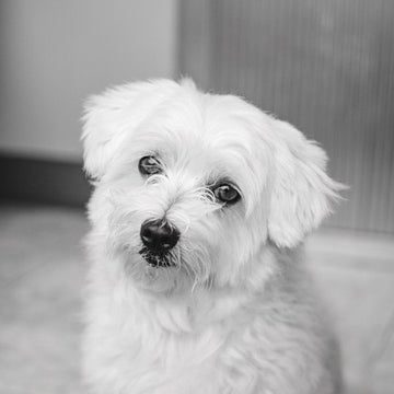 Hundetilbehør særligt velegnet maltesere