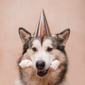 Ideer til at fejre din hunds fødselsdag