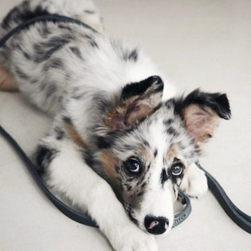 Produkter til hvalpe af mellemracer