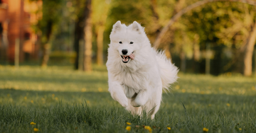 Hundeparker i København & omegn