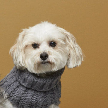 Hundetilbehør særligt velegnet Coton de tulear