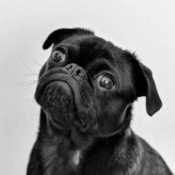 Hundetilbehør særligt velegnet til mops