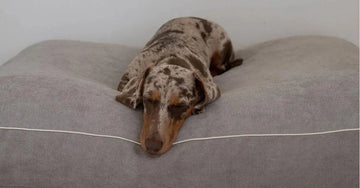 Beroligende til hunde