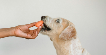 Råd til vægttab hos hunde