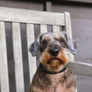 Adaptil calm on-the-go collar // helps your dog feel safe at home and away
