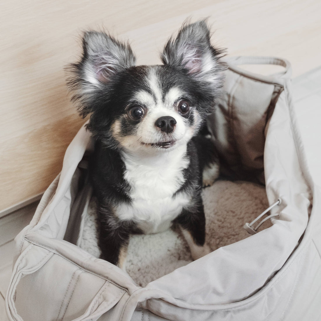 Lambwolf Olla // Carrier for small dogs up to 5 kg. (Koala)