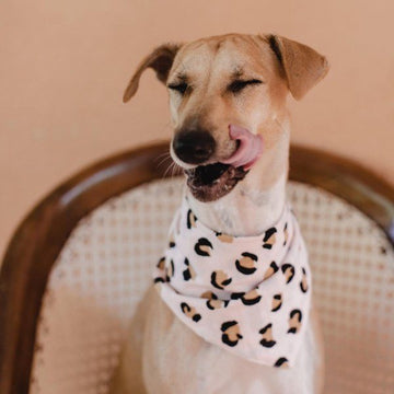 Penny // Dog bandana with pink leo