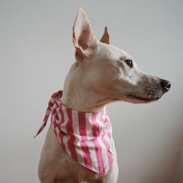 Lolly Pink // Dog bandana with stripes (pink)