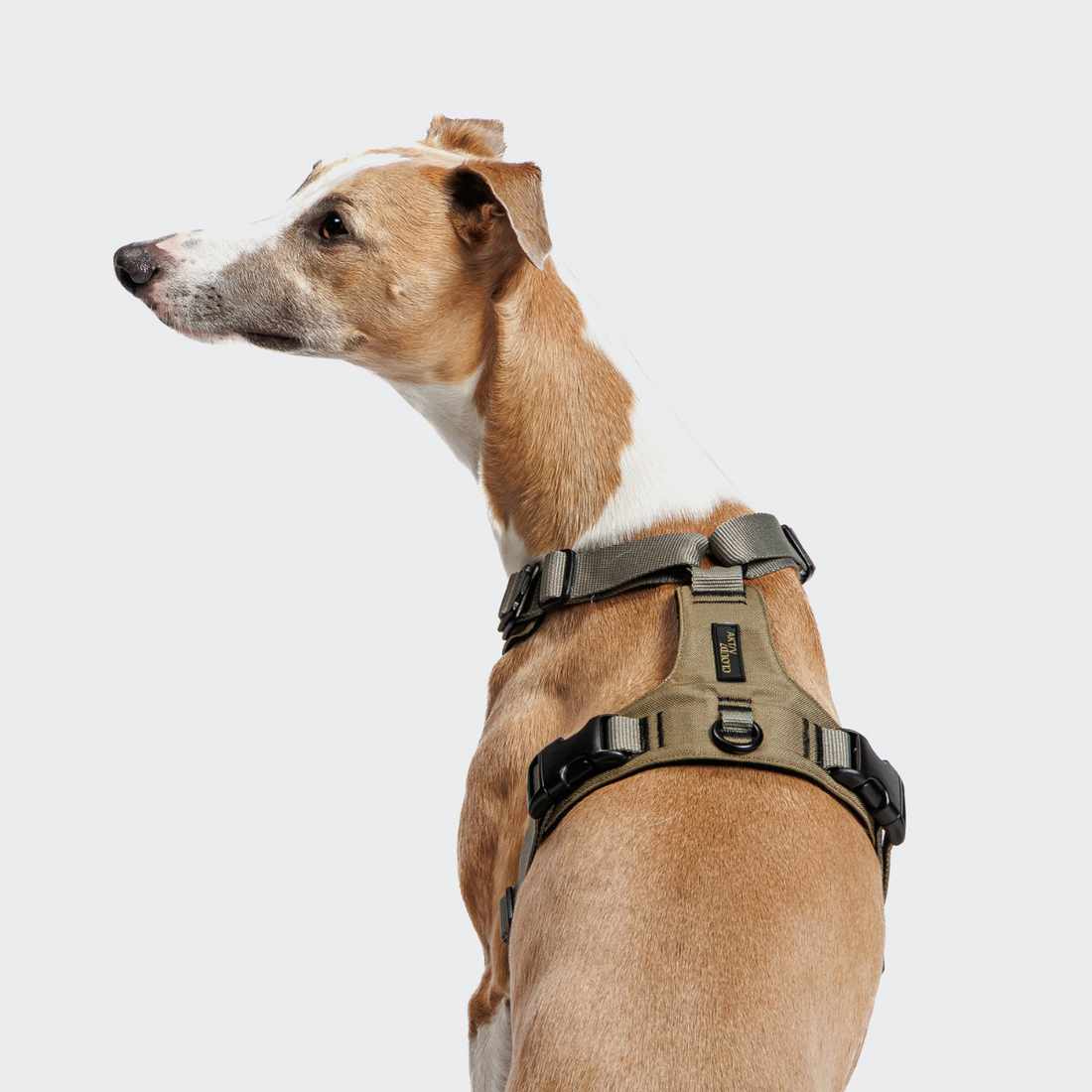 Cloud7 Active Y2 // Functional and adjustable y-harness (khaki)
