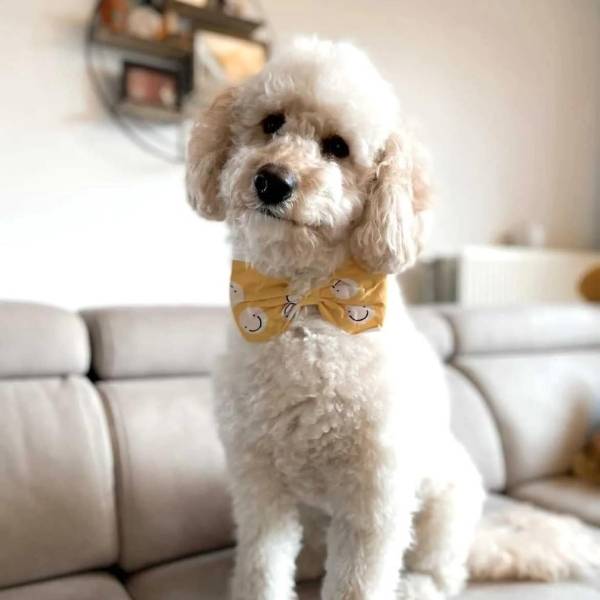Friendship // Dog bow tie with smileys