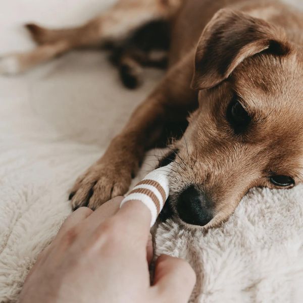 LILA LOVES IT // Finger Toothbrush for Dogs