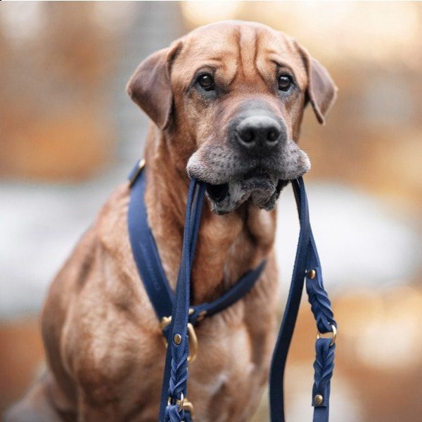 Butter Navy // Adjustable leash in soft leather (navy blue)