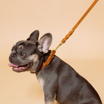 Butter Sahara // Soft leather dog collar (cognac)