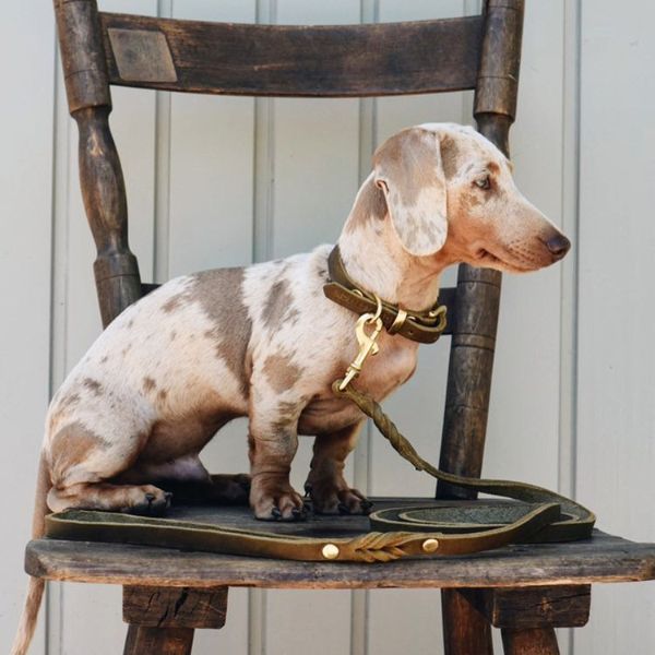 Butter Olive // Soft leather dog collar (olive green)