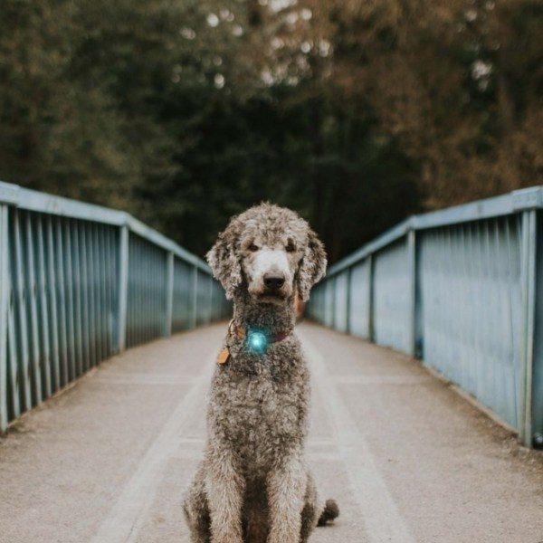 Orbiloc dog dual // Waterproof and impact-resistant dog light (turquoise)