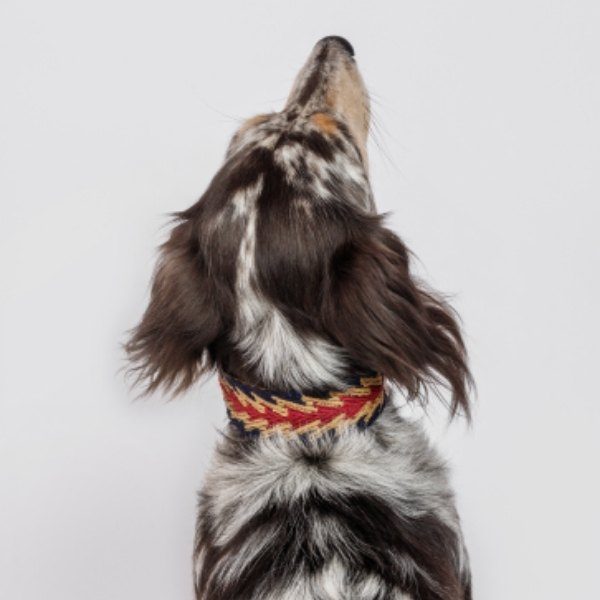 Buddys Dogwear // Peruvian Arrow Blue dog collar