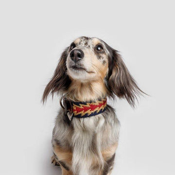 Buddys Dogwear // Peruvian Arrow Blue dog collar
