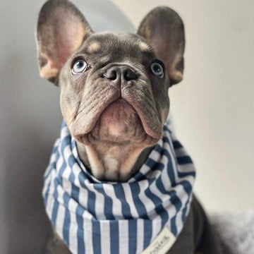 Stribes Harbour // Dog bandana with stripes (blue-white)