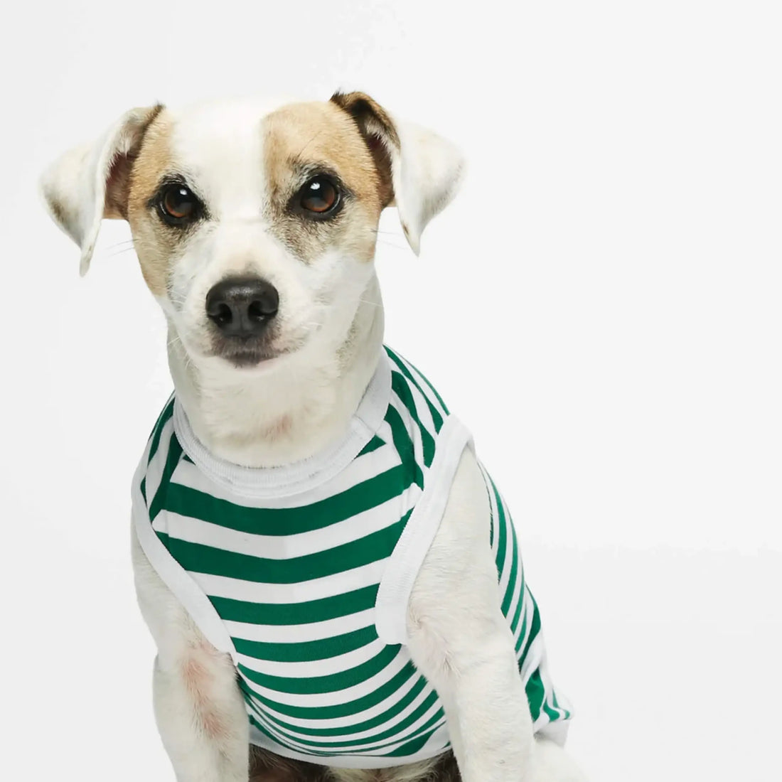 Daniel Bodysuit // Dog sweater in organic cotton (green)