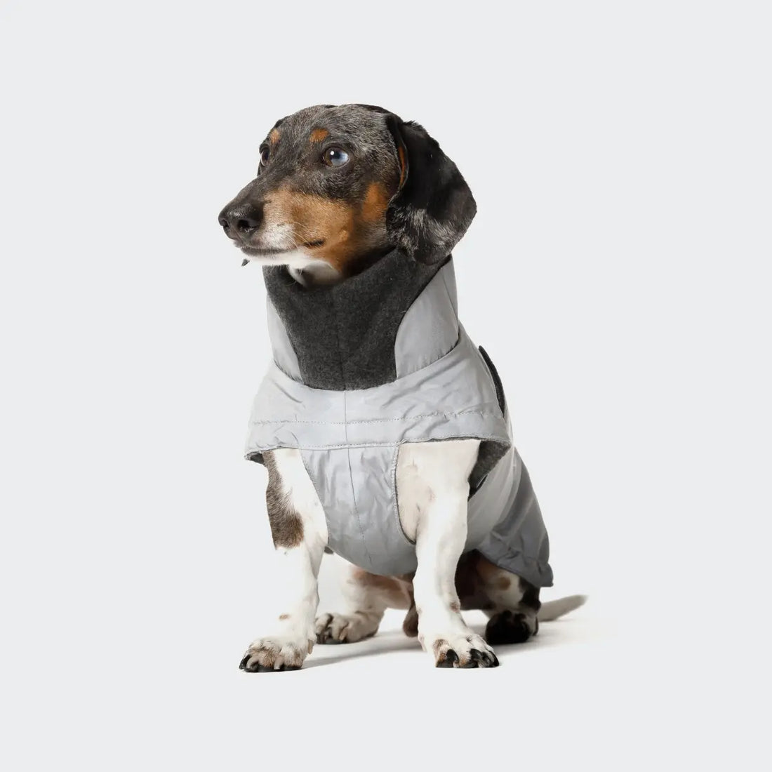 Cloud7 Brooklyn // Warm dog jacket for dachshund (reflective)