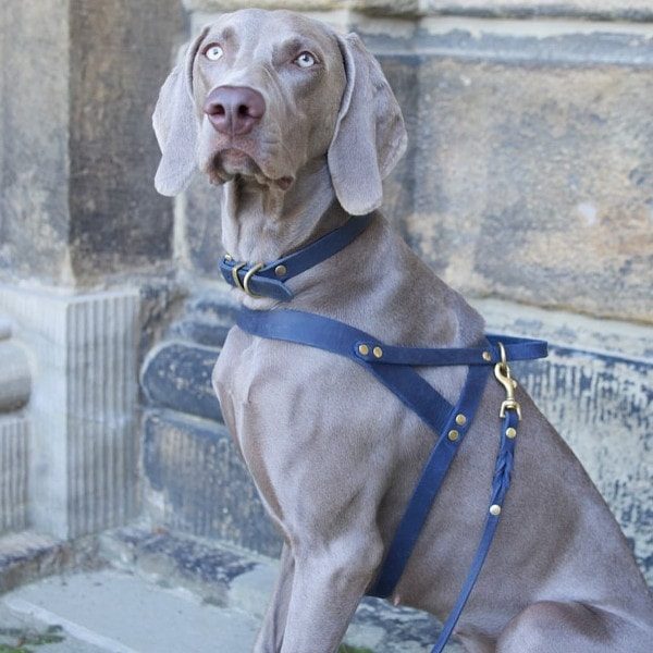 Butter Navy // Classic harness in soft leather (navy blue)