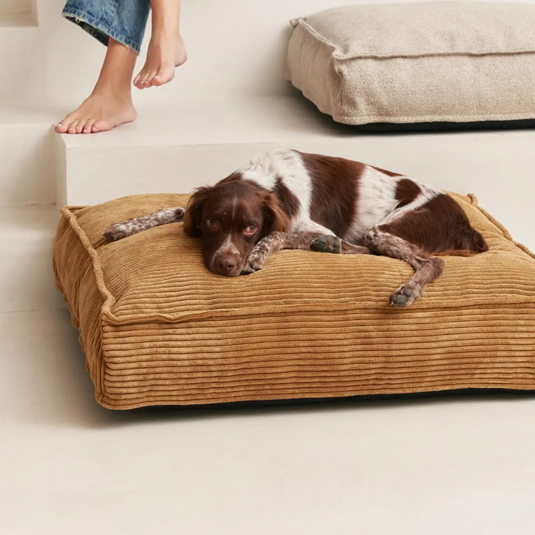 Cafide Cuadra // Dog cushion with washable velvet cover (mustard)