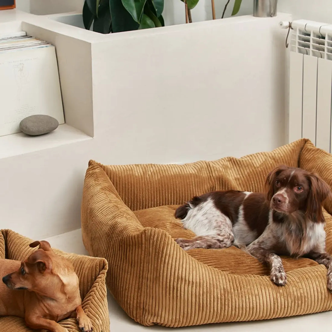 Cafide Snozy // Soft dog bed with washable velvet cover (mustard)
