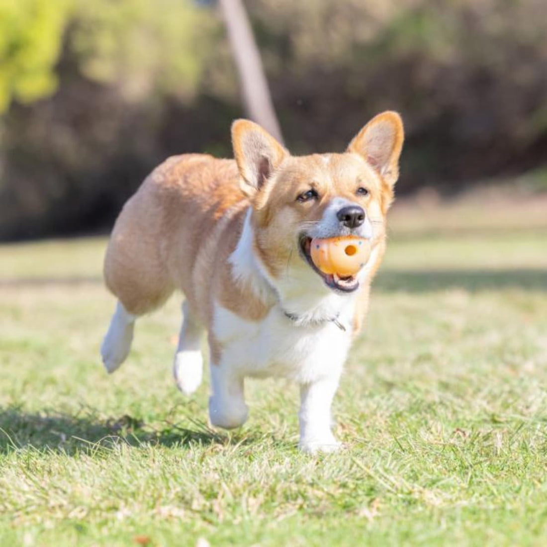 Chuckit!® Birthday Fetch Ball // Ball in natural rubber