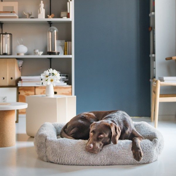 Cloud7 Sleepy Teddy // Exclusive boucle wool dog bed