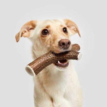 Natural Chew // Deer antler chewing bone