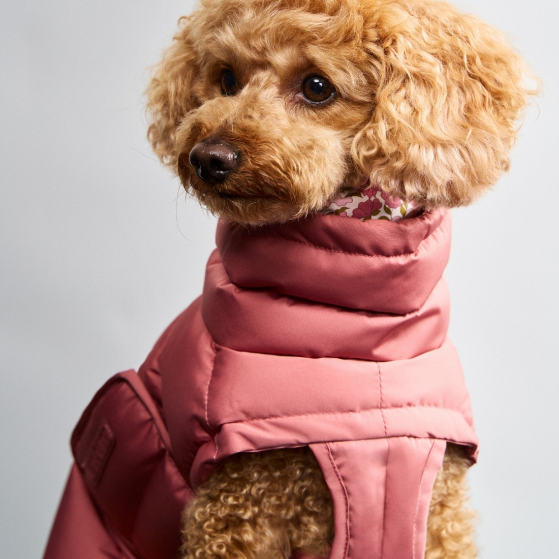 Cloud7 Alaska // Extra warm winter jacket for dogs (faded rose)