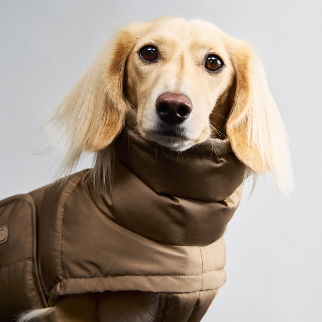 Cloud7 Alaska, Dachshund // Extra warm winter jacket (sandy brown)