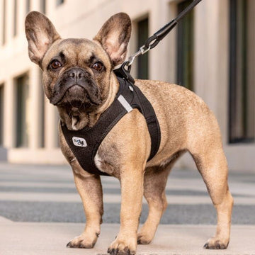 Curli Clasp // Step-in air mesh harness (black)