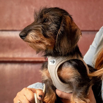 Curli Clasp // Step-in air mesh harness (light tan)
