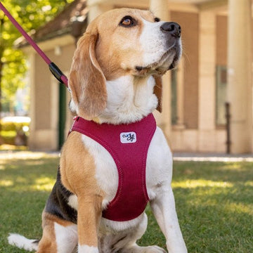 Curli Clasp // Step-in air mesh harness (ruby)