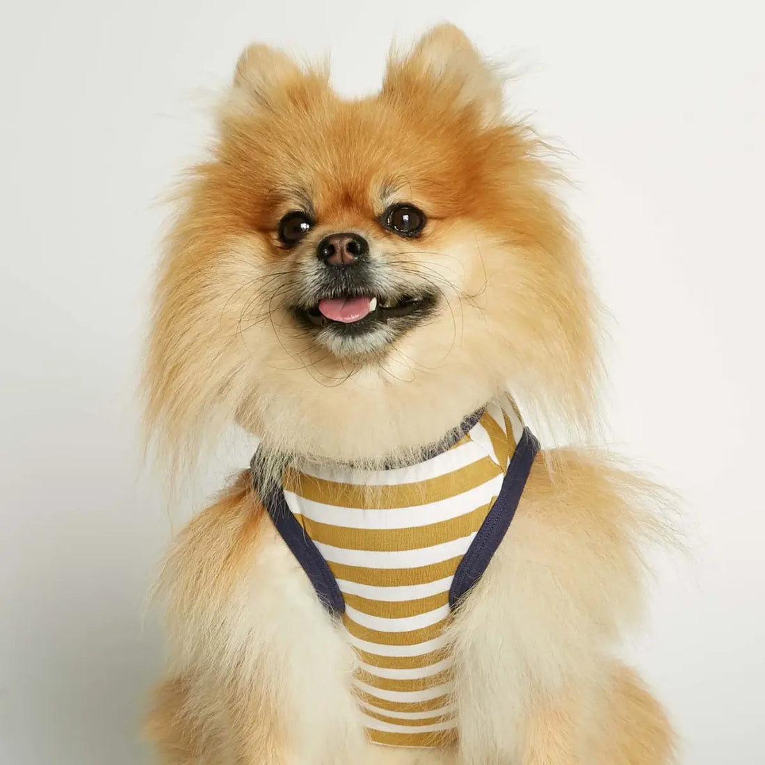 Daniel Bodysuit // Dog sweater in organic cotton (dijon/green) XS