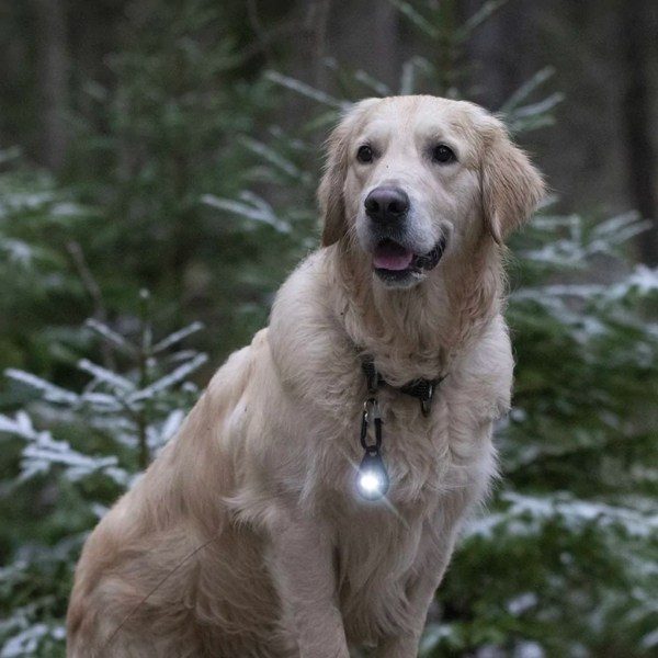 Orbiloc dog dual // Waterproof and impact-resistant dog light (dark)