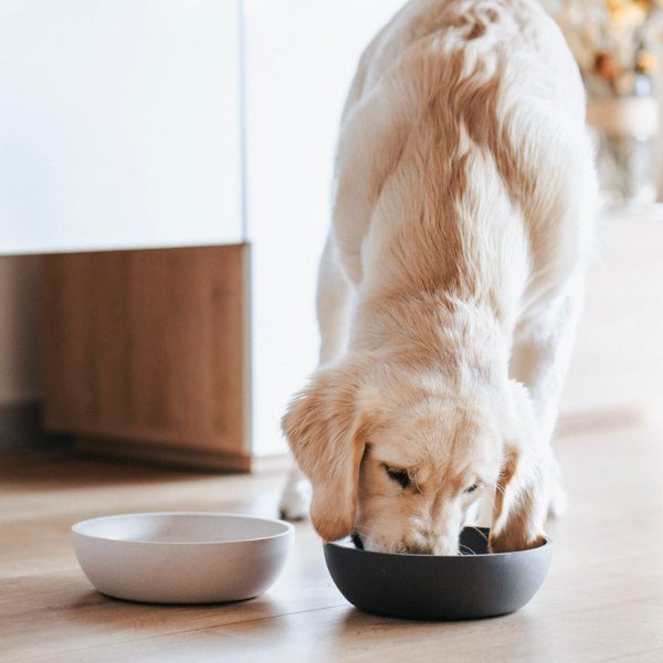 Bamboo // Bamboo dog bowl for food and water (dark gray)