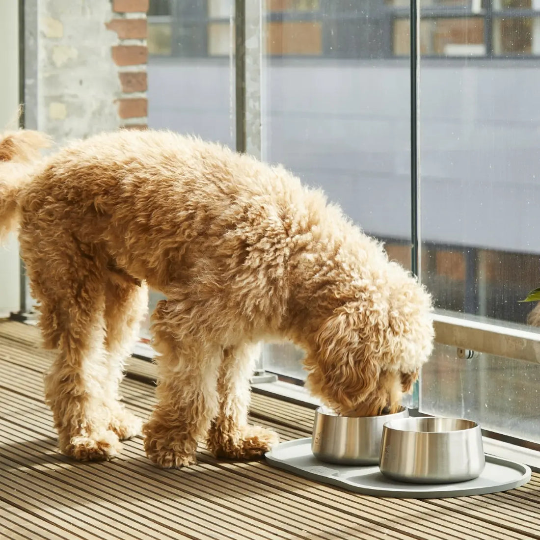 Dog Copenhagen Vega // Non-slip stainless steel dog bowl