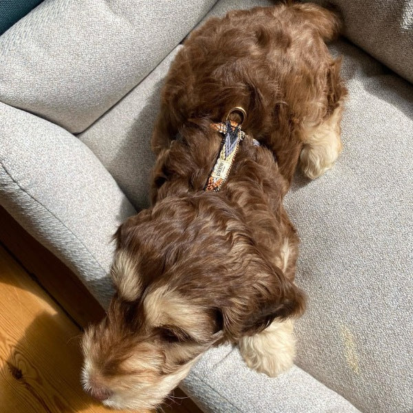 Drew's Dogwear Dark Arrow // Adjustable y-harness (brown pattern)