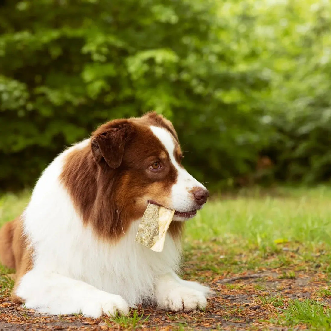 Essential Iceland Fish Delights // 100% dried Icelandic cod skins (100g.)
