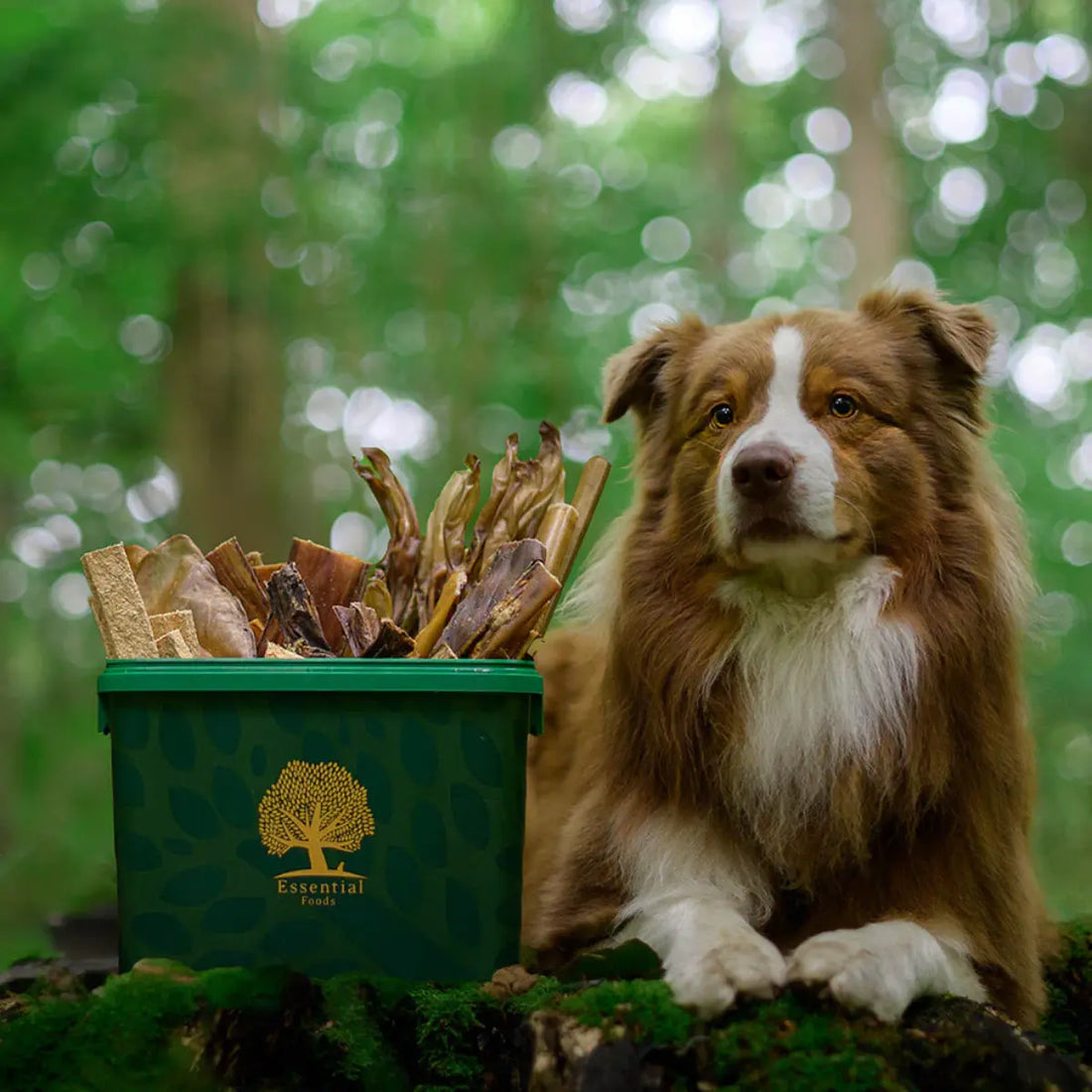 Essential The Small Food Box // Airtight food container for dog food (2.5kg.)