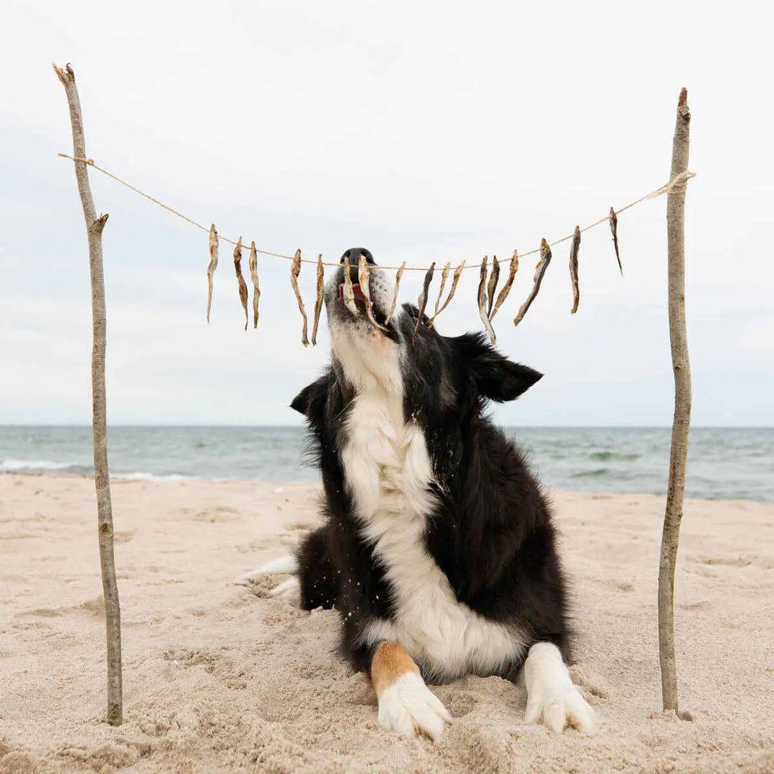 Essential Tiny Fish Delights // 100% Baltic Sea Flow (90g.)